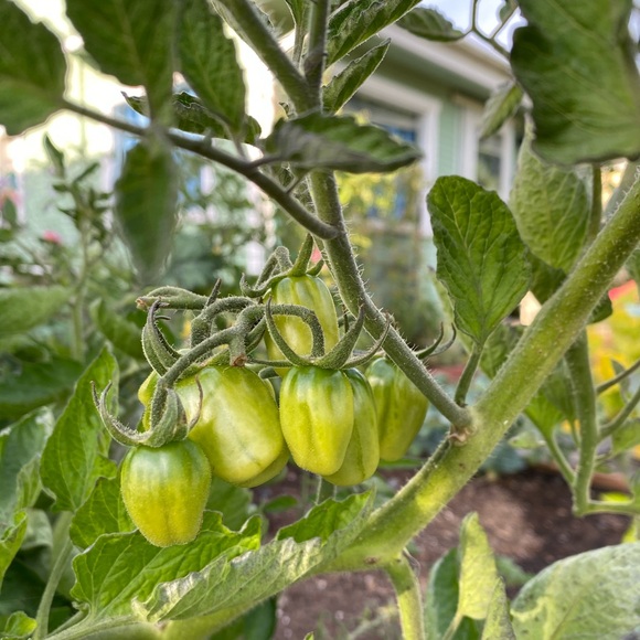 Share Show! Usually No Theme, Just Be Nice. Unlisted Items Too! @katyw12 - Picture 10 of 15